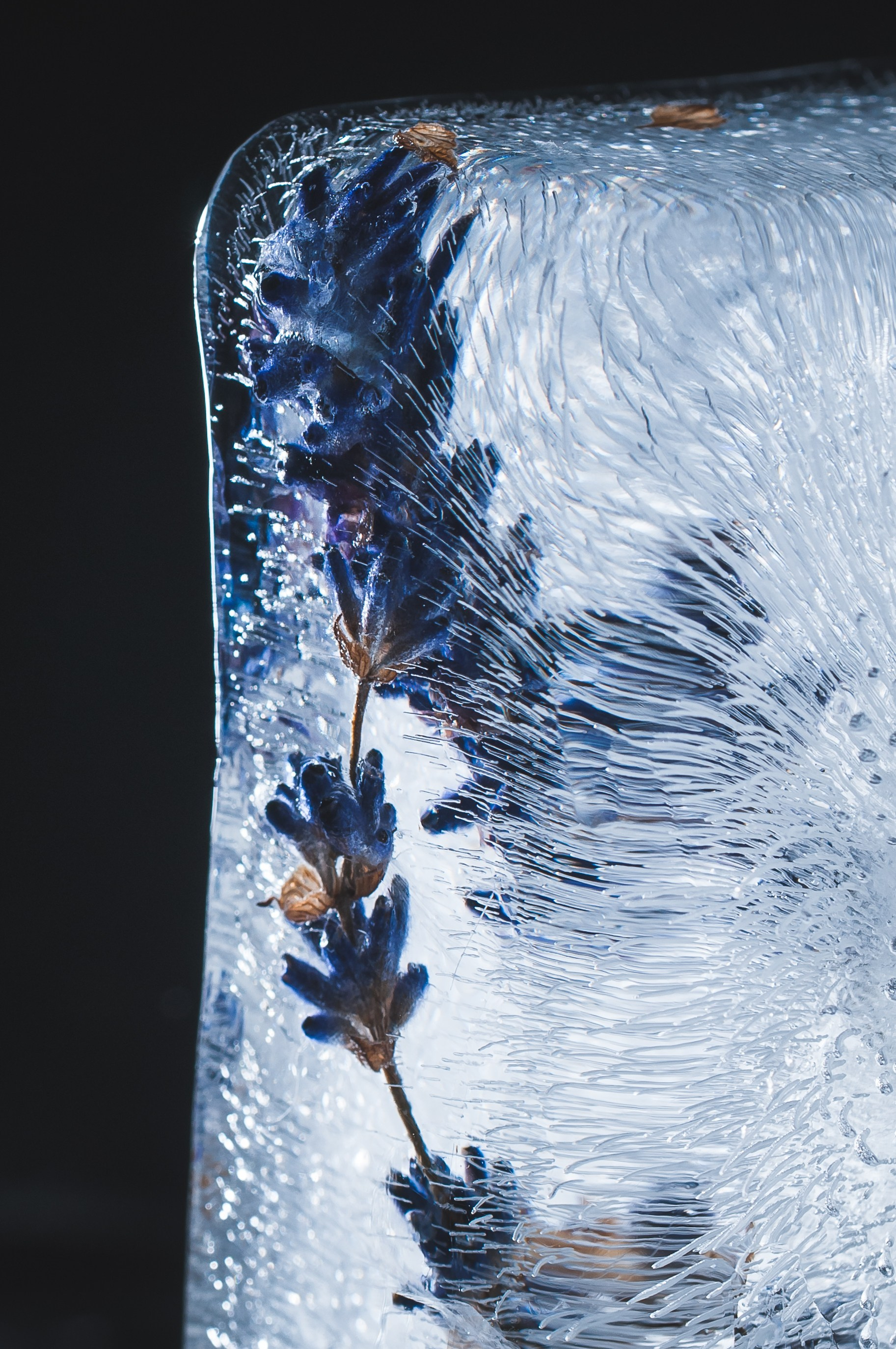 FFF — Frozen Fairy Flower. Фотограф в Санкт-Петербурге Анна Гончар