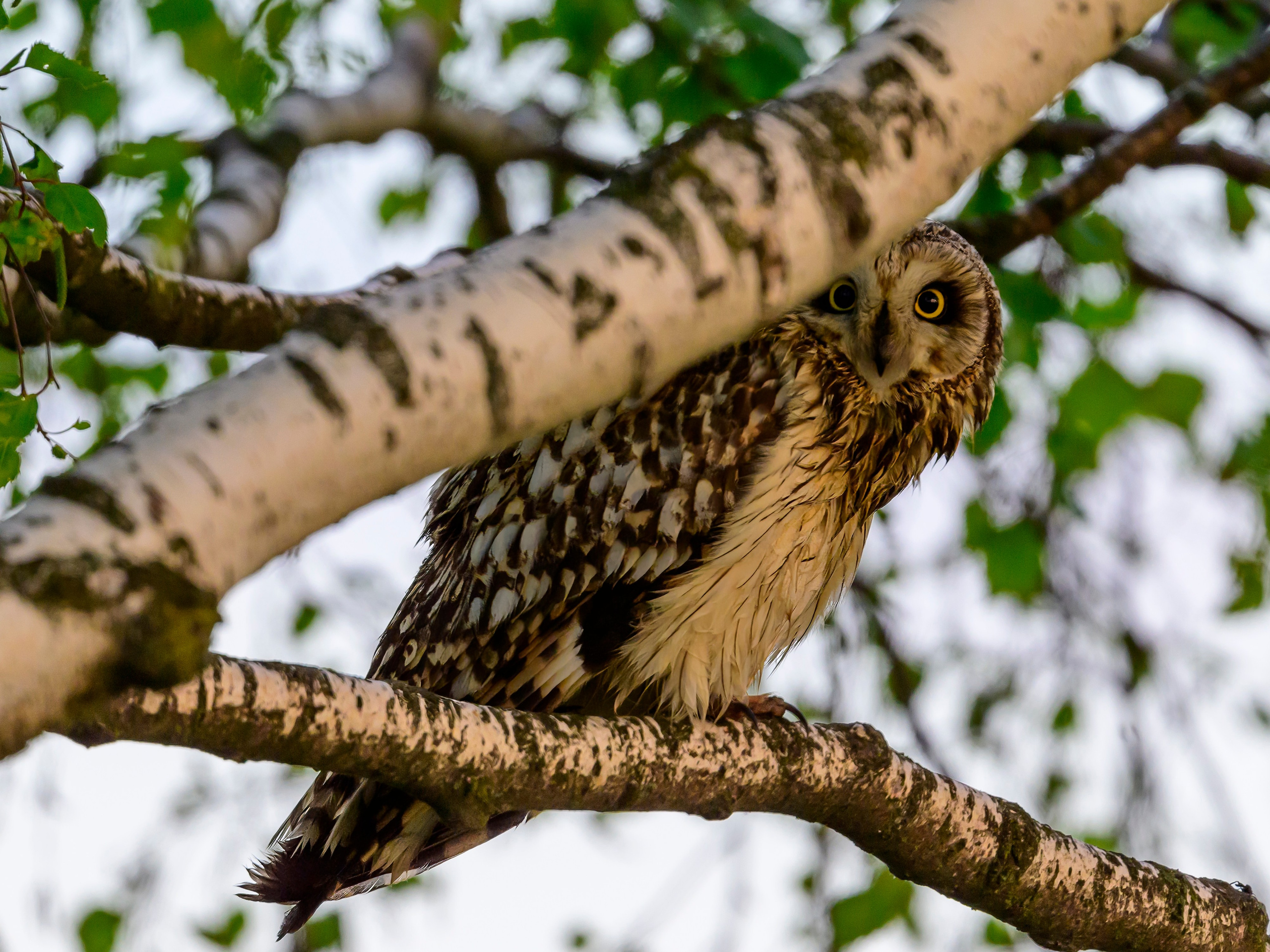 Луговой лунь. Фотограф Сергей Пупонин