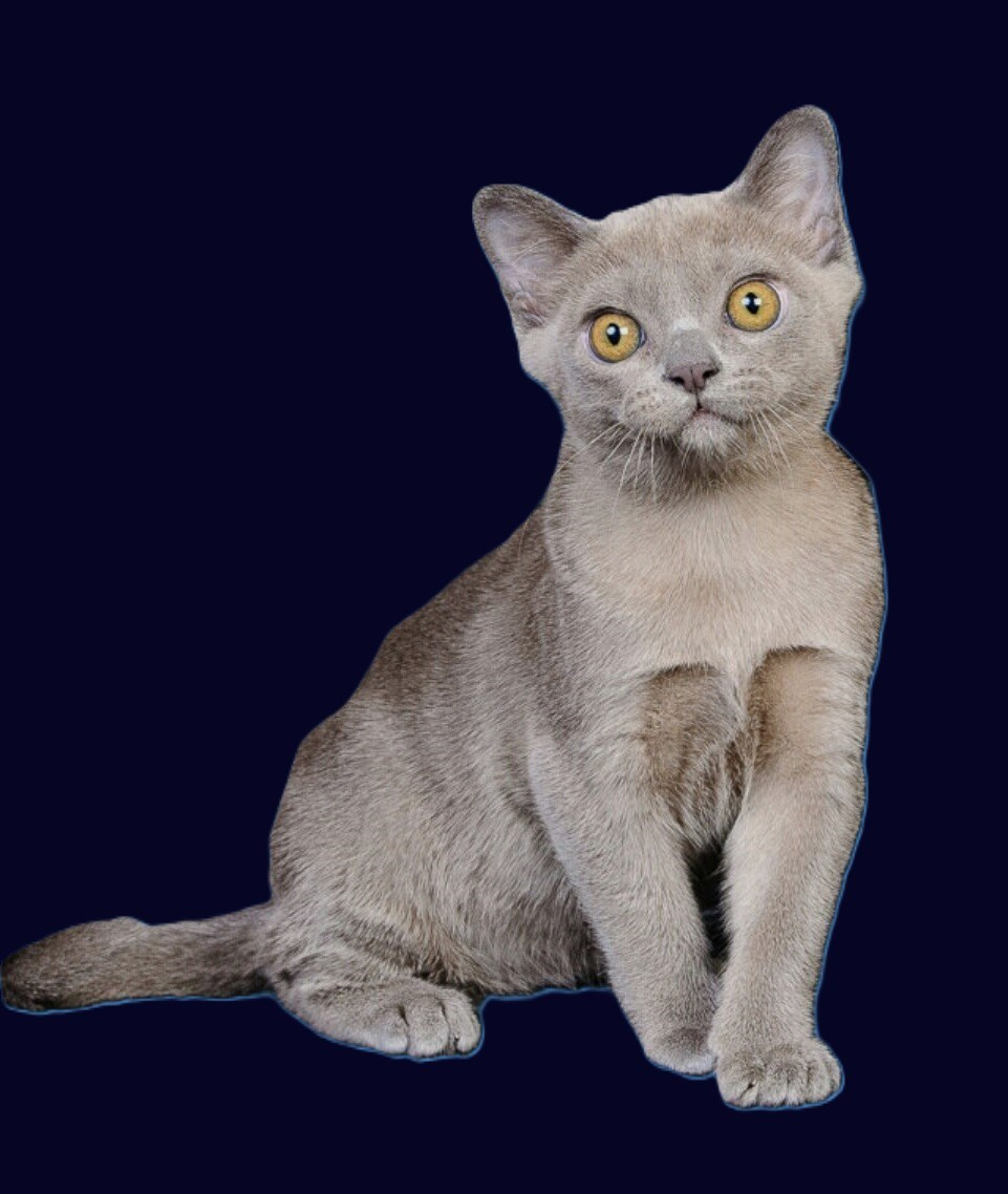 Котёнок американской бурмы. Las Burmas — питомник американской бурмы традиционных линий