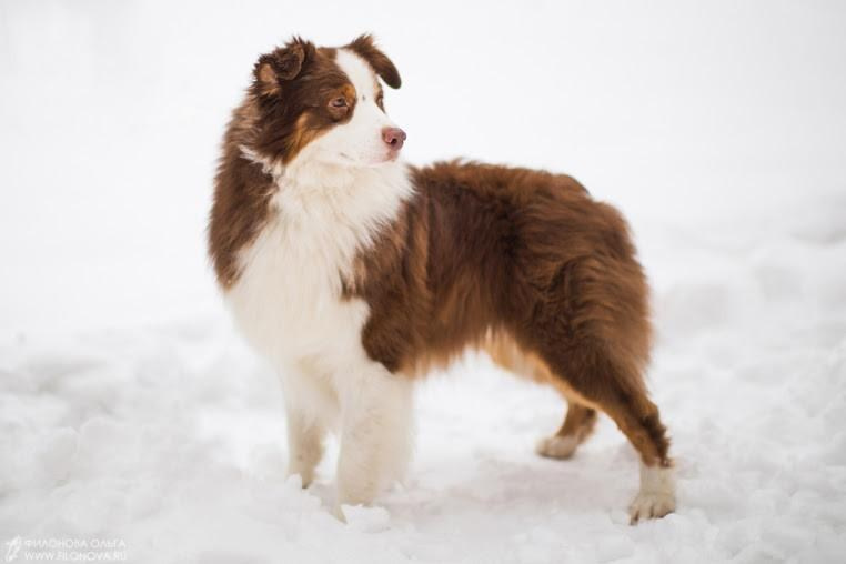 Рысь. BLGKV питомник собак