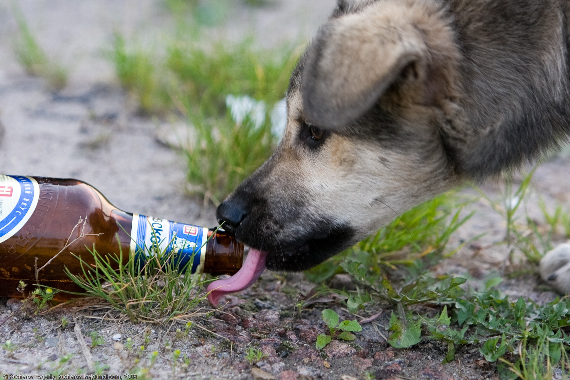 Щенок и пиво. Кучеров Евгений. Фотограф
