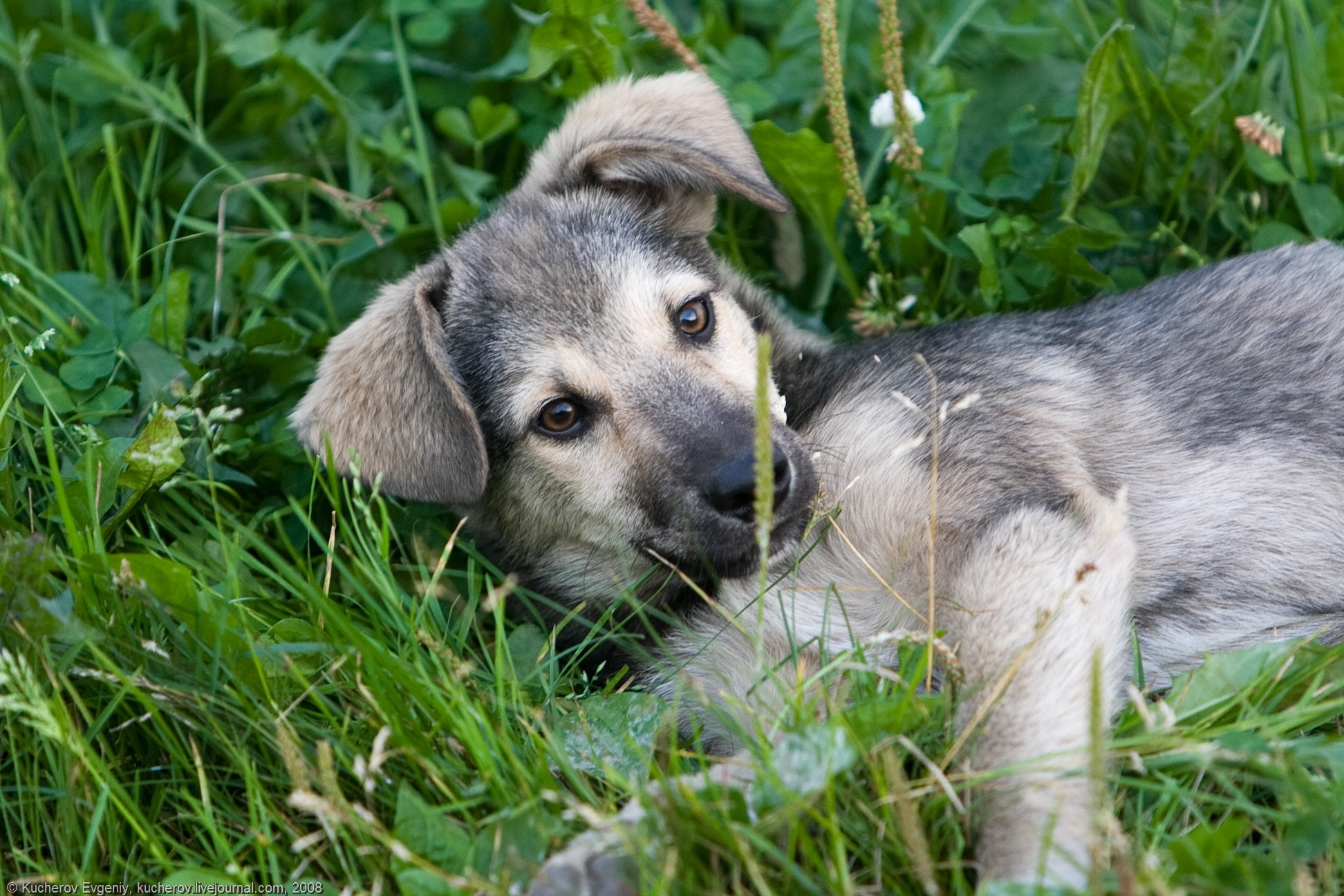 Щенок и пиво. Кучеров Евгений. Фотограф