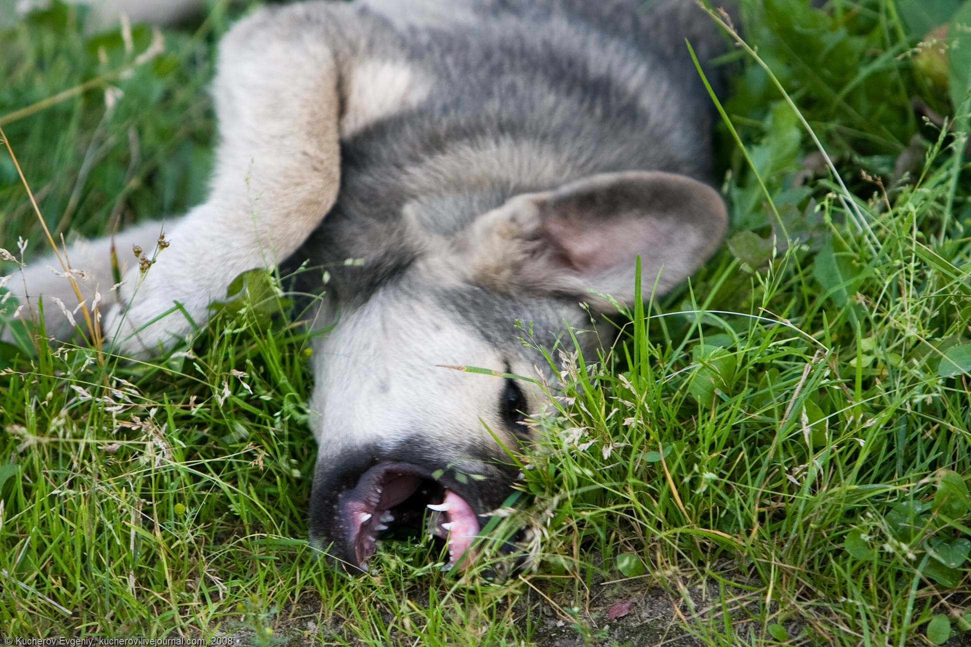 Щенок и пиво. Кучеров Евгений. Фотограф