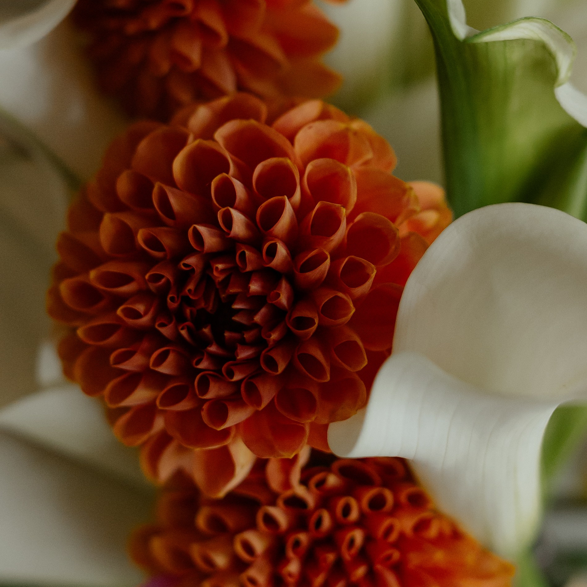 Услуги. Свадебный и семейный фотограф Светлана Матвеенко