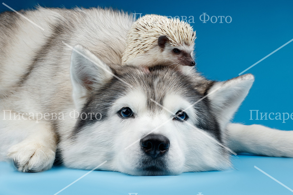 Собака породы Хаски с ежиком на голове