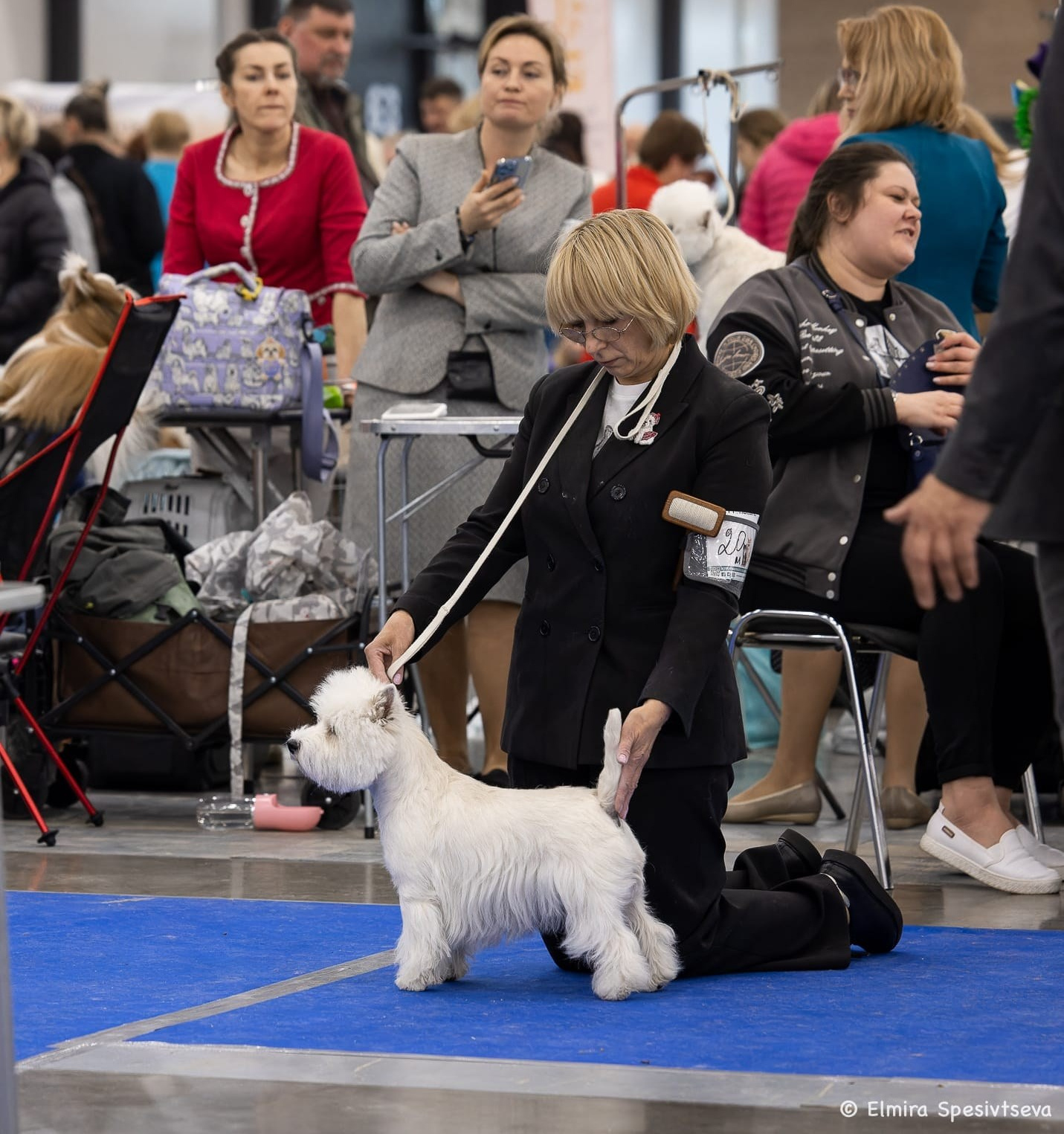 Санкт-Петербург — Ежегодная Монопородная выставка ранга Победитель Клуба породы. Питомник собак породы вест хайленд вайт терьер в Москве