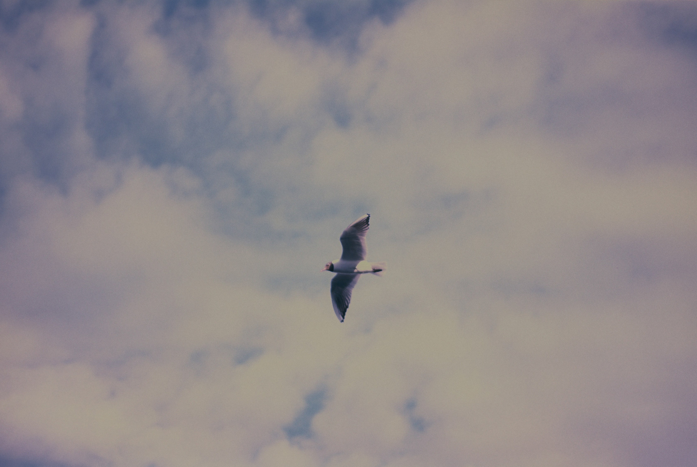 Открытки. Ostryakov Daniil Photographer