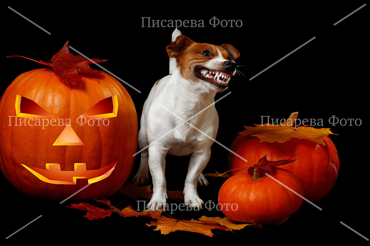 Собака породы Джек Рассел и хэллоуин