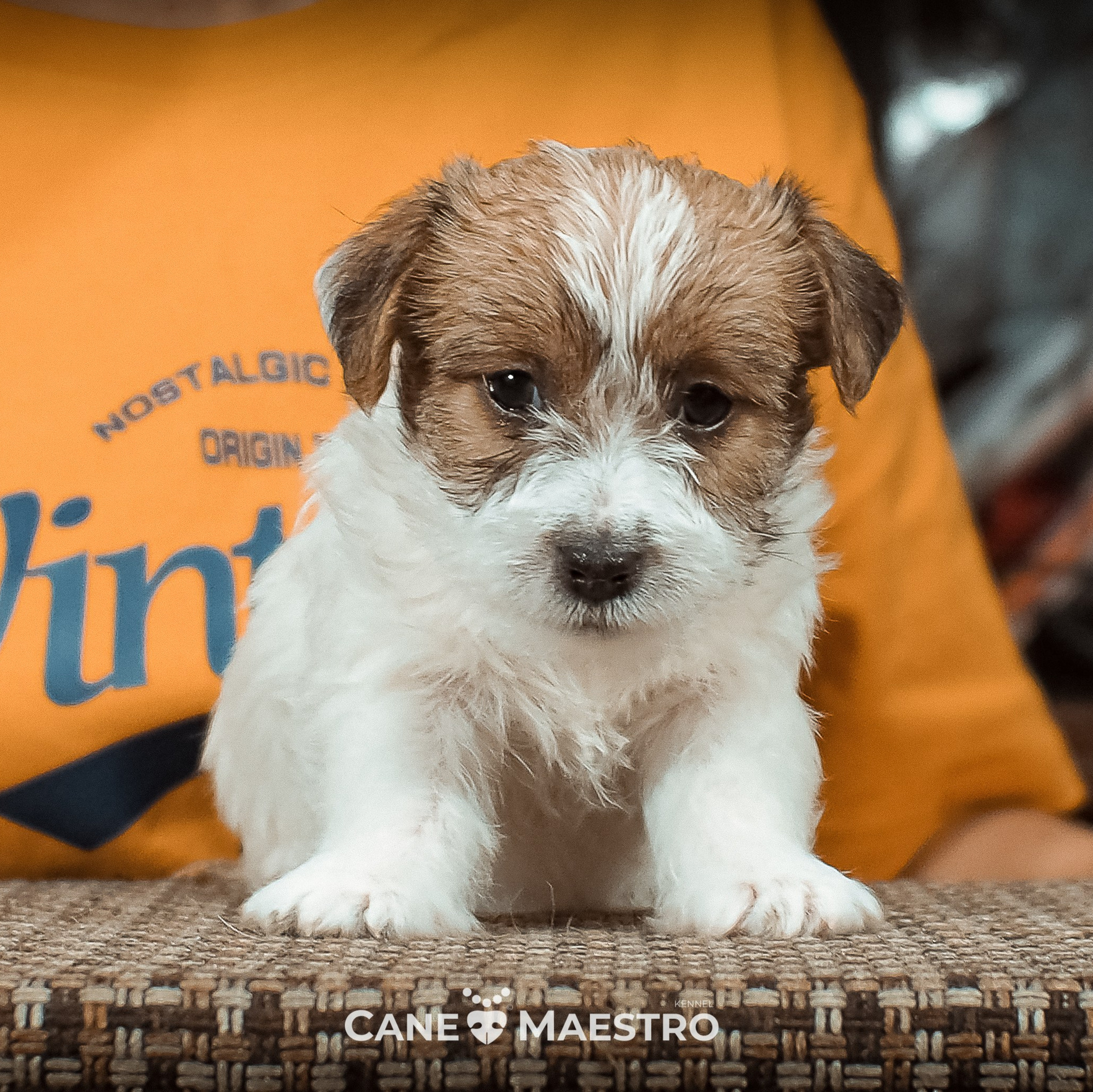 LITTER «Б» 21/12/2025. CANE MAESTRO — kennel Jack Russell Terrier