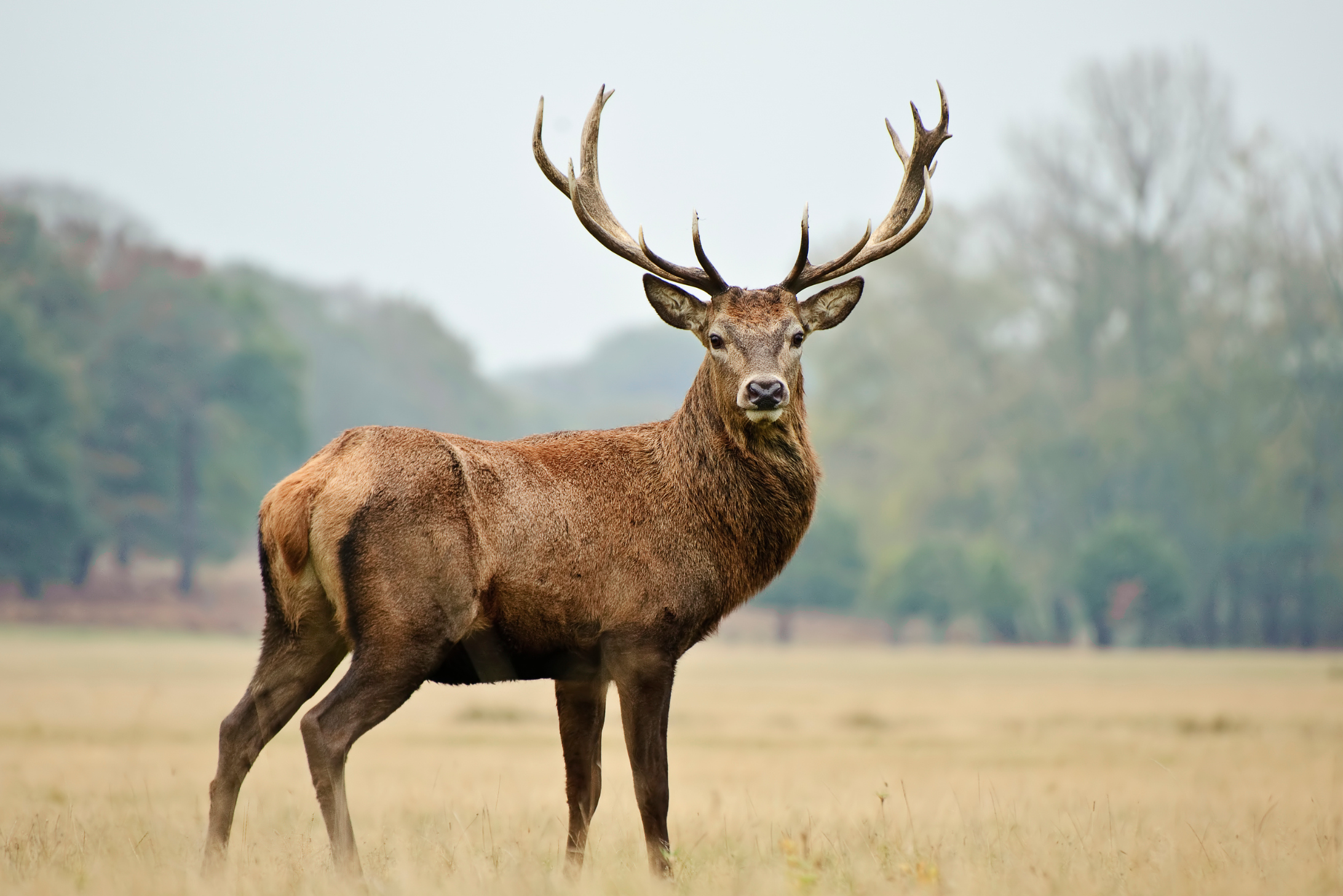 Охота в Беларуси