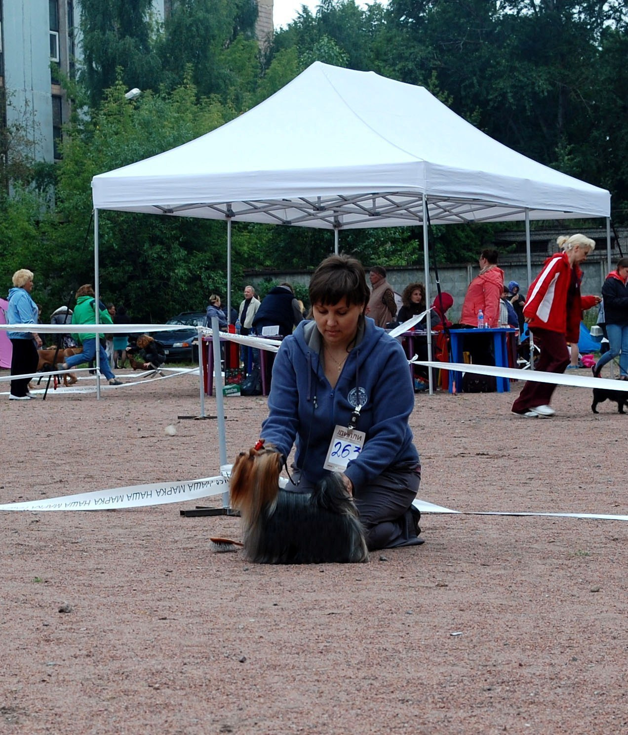 2015 г Результаты выставок. Питомник Йоркширских терьеров Дэнстайл в Санкт-Петербурге заводчик Тих