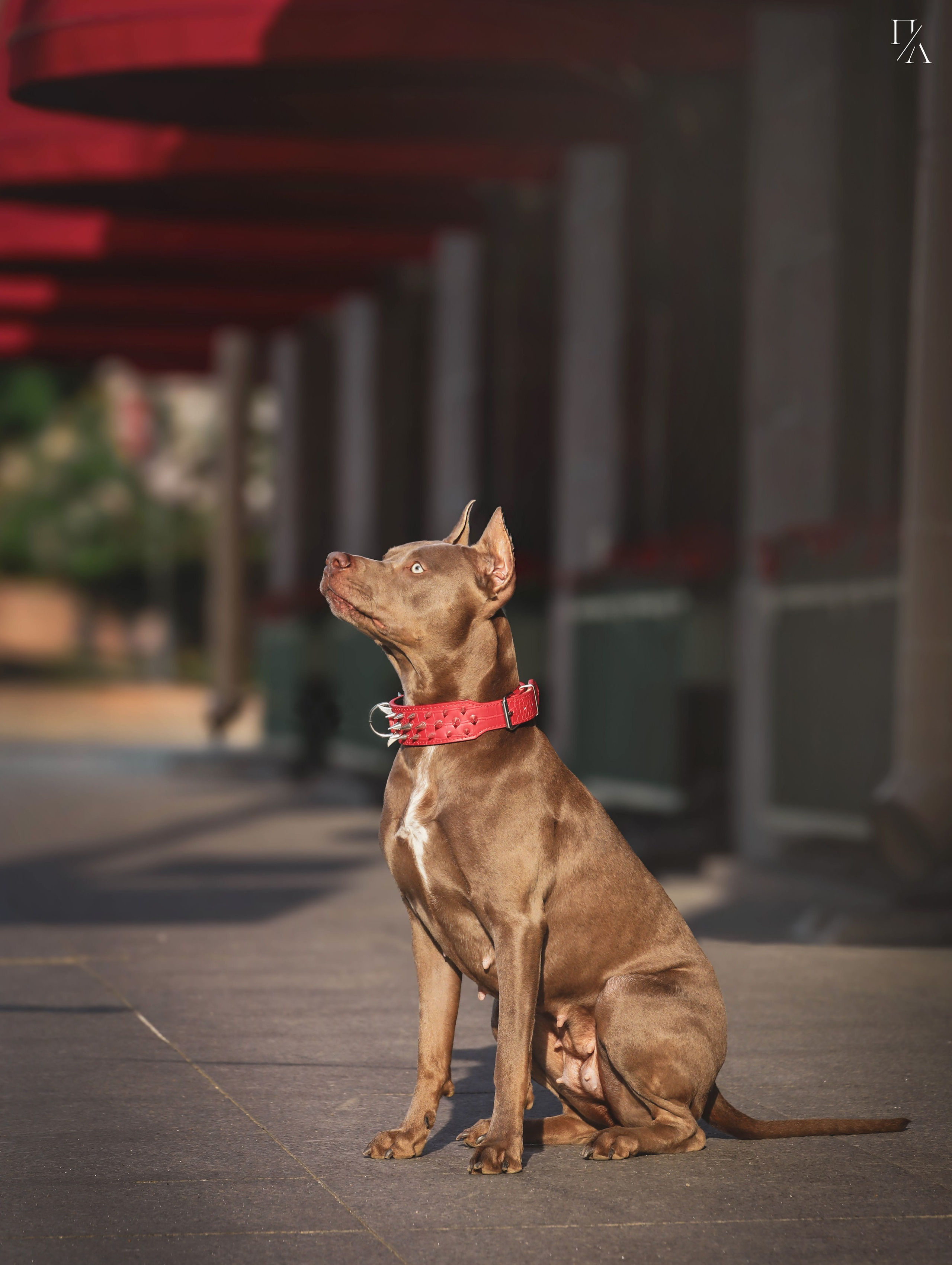 Услуги. Фотограф-анималист Павлова Любовь