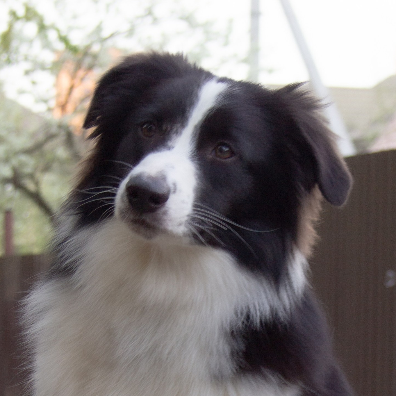 Наши собаки. BLGKV питомник собак