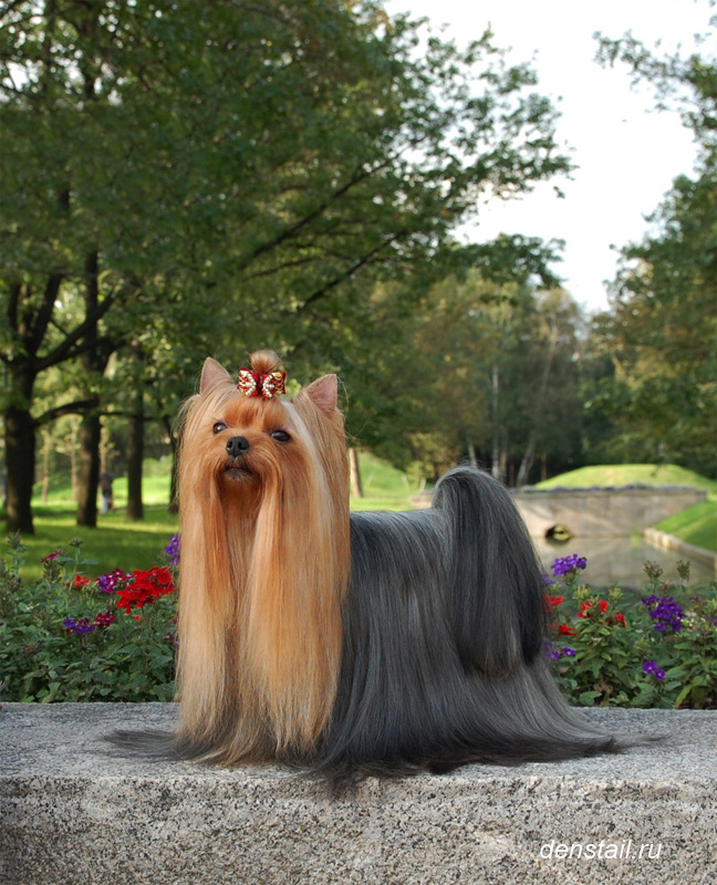 Red Angel Stribrne Prani. Питомник Йоркширских терьеров Дэнстайл в Санкт-Петербурге заводчик Тих