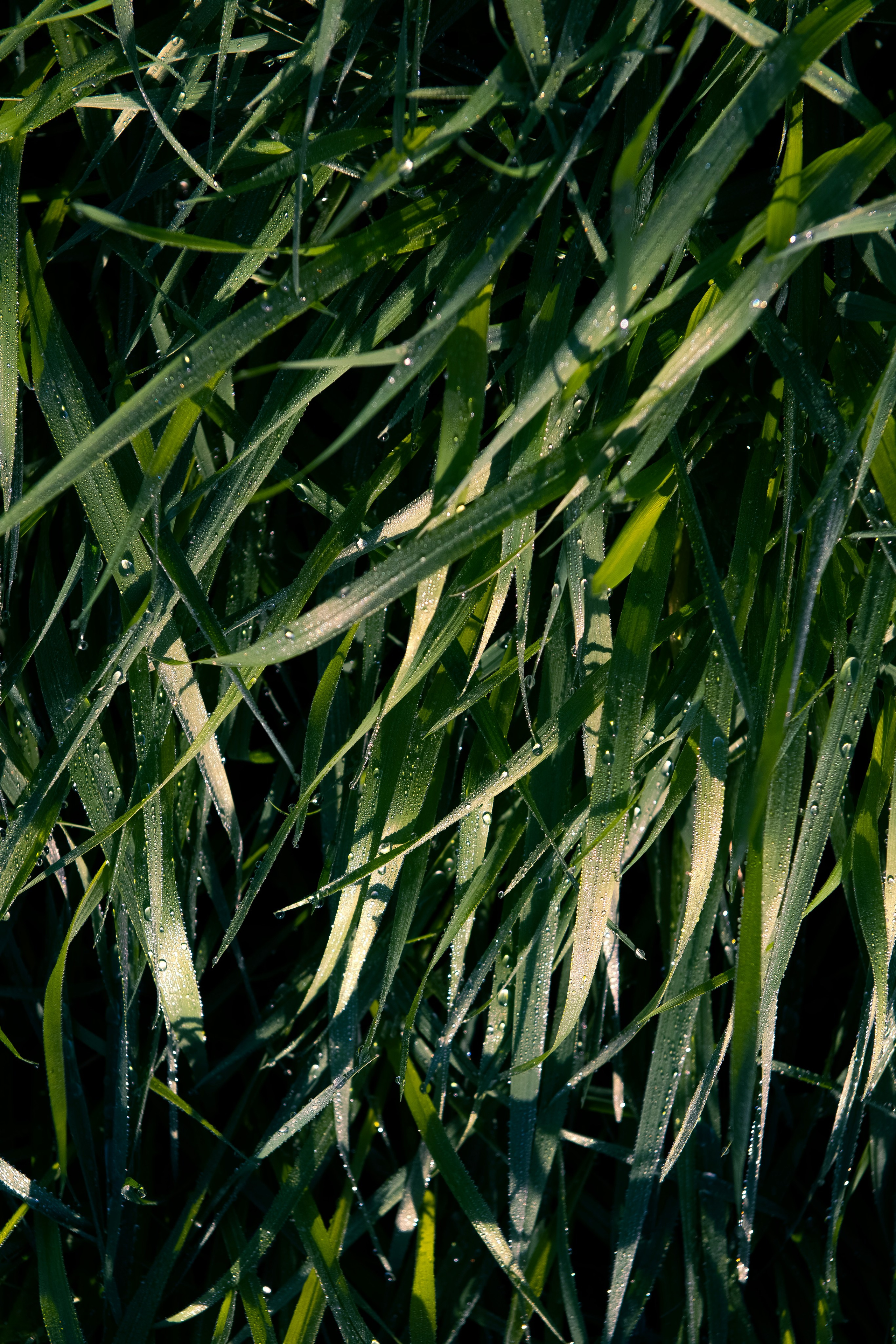 Хрусталь на траве. Предметный фотограф и ретушер Улан-Удэ Алла Белова