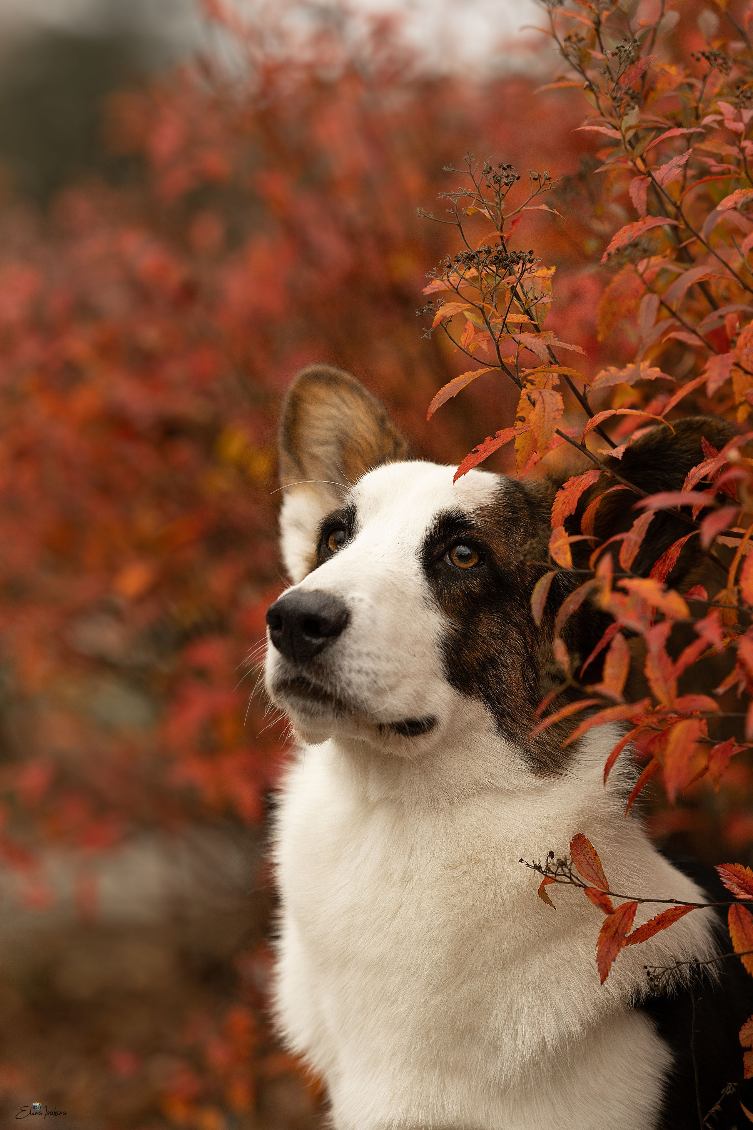 Ice Fantasy kennel: professional breeding of Siberian huskies and wels