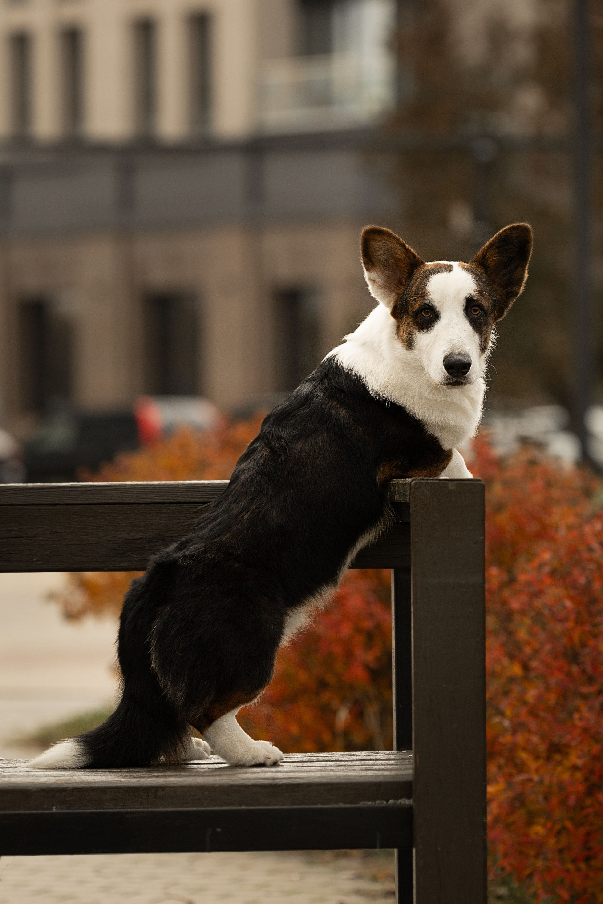 Ice Fantasy kennel: professional breeding of Siberian huskies and wels