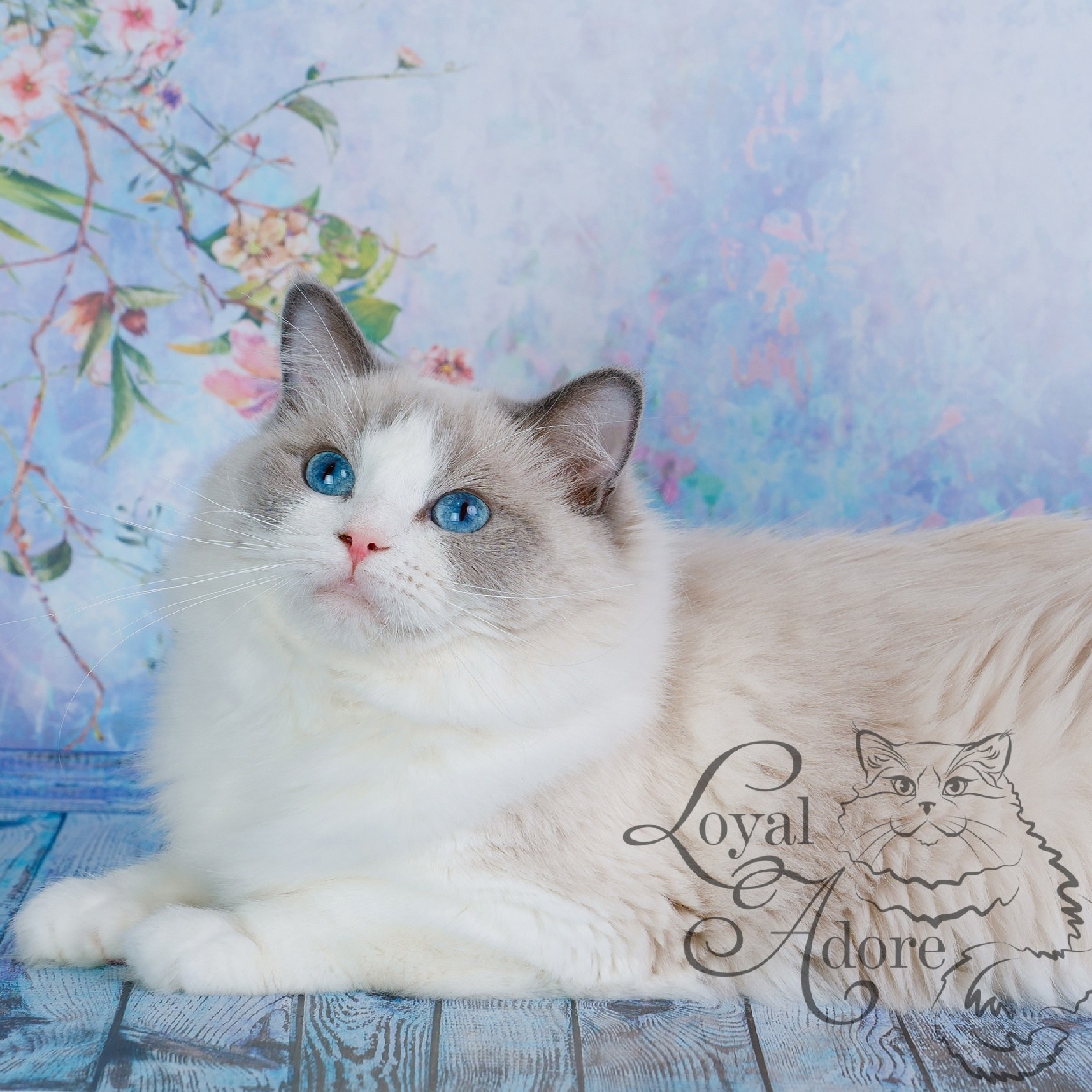 Кошки производители Loyal Adore. Питомник рэгдолл Loyal Adore