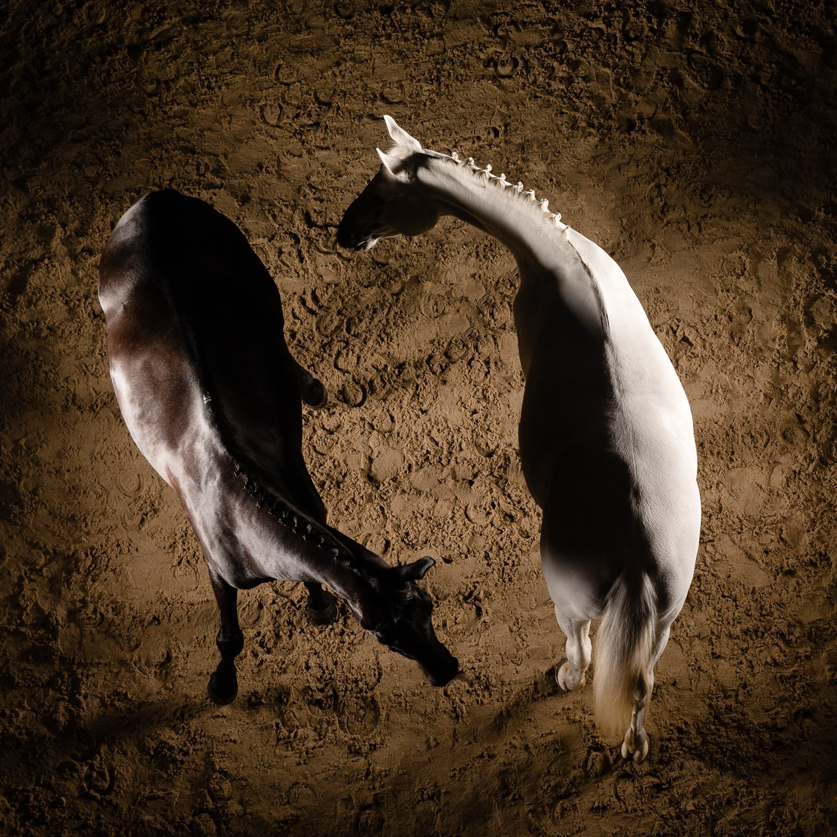 Портфолио. KatymartArt — Equine photography