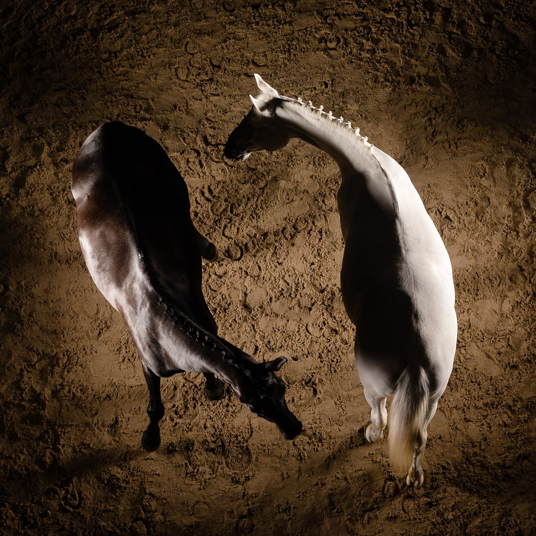 Галерея. KatymartArt — Equine photography