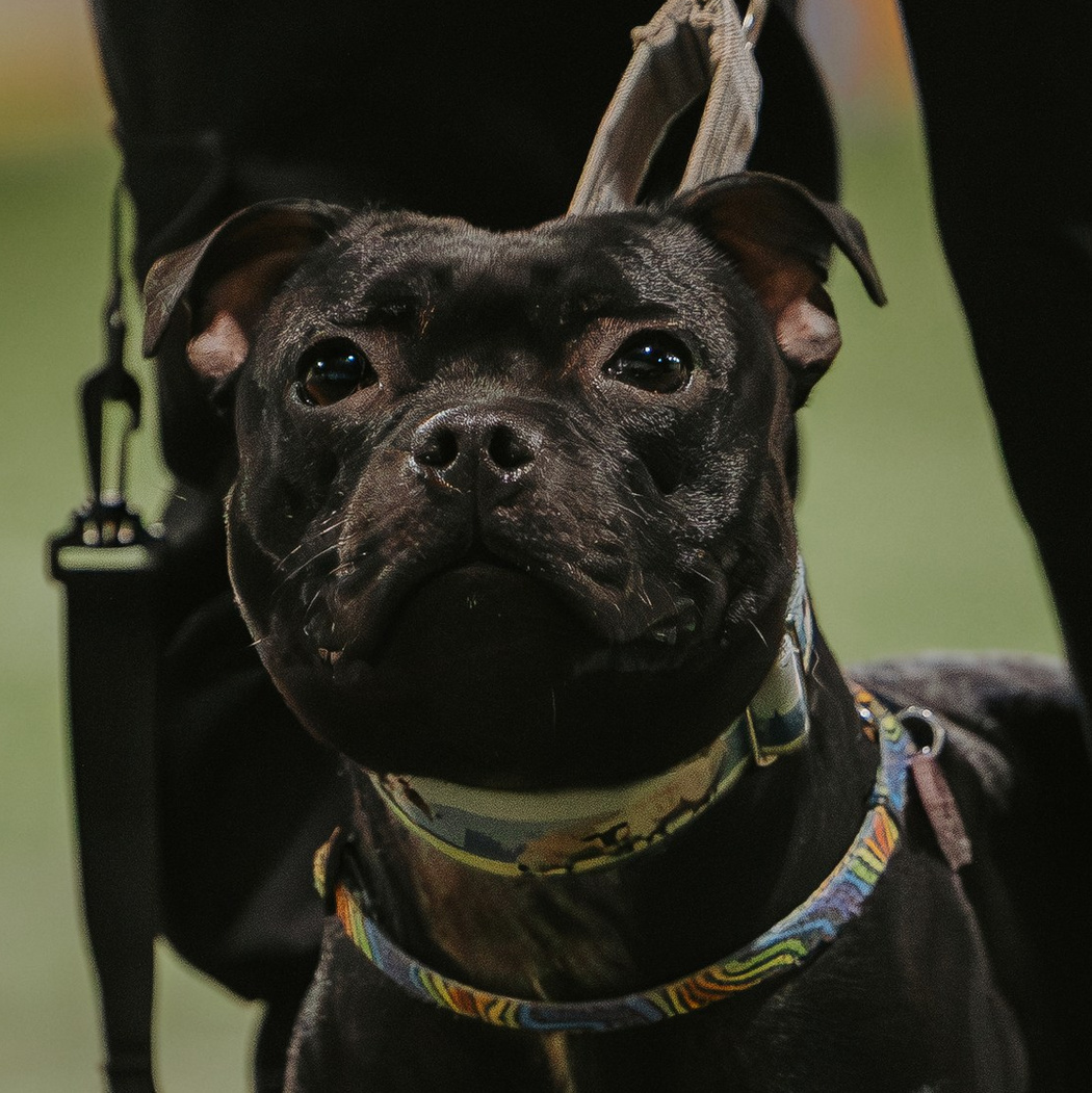 Наши собаки. BLGKV питомник собак