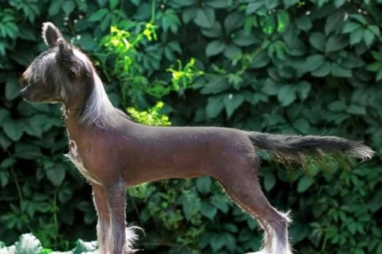 Мама: Show Galaktika Donata