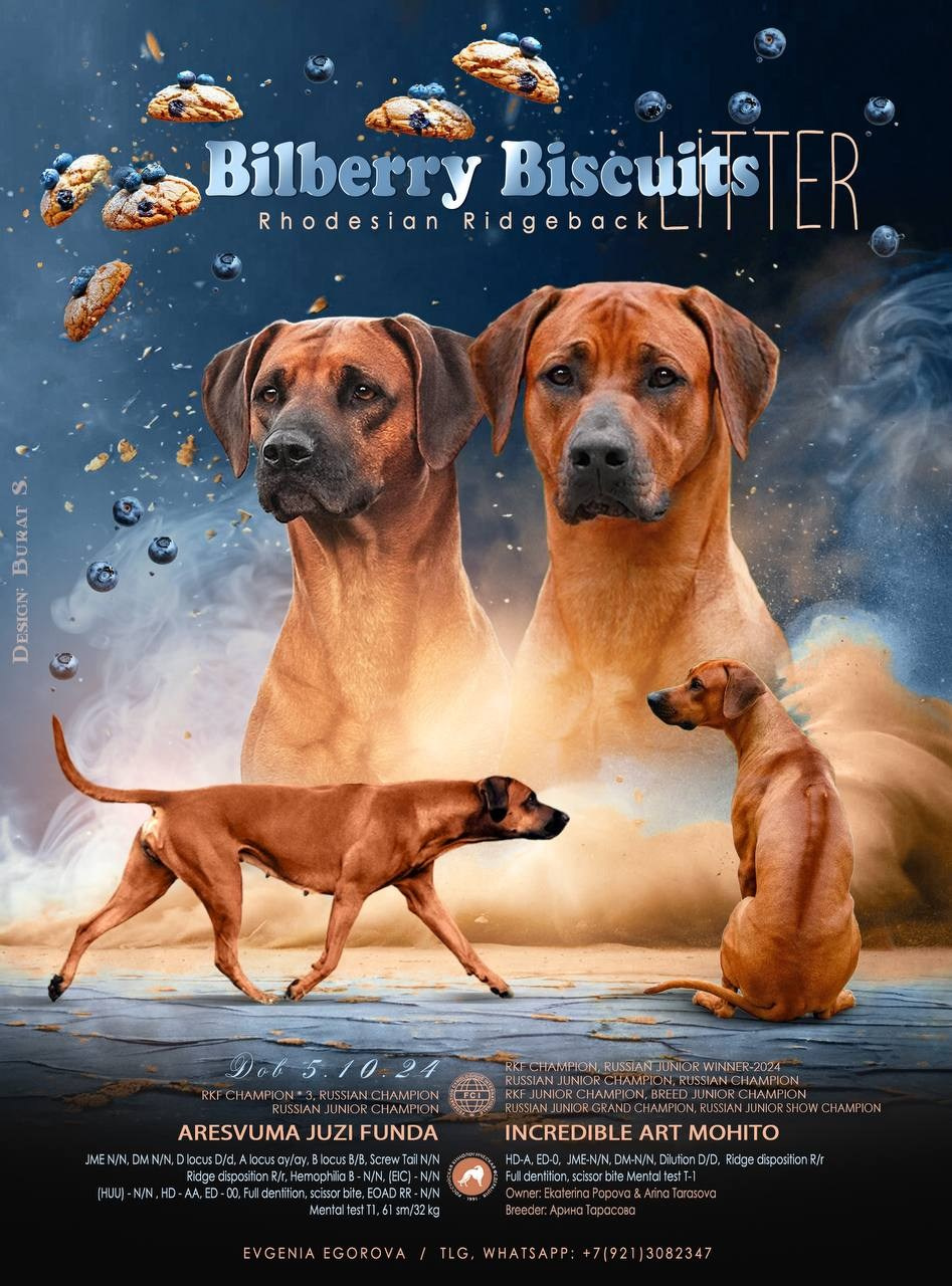 Наши щенки. Родезийские Риджбеки в Санкт-Петербурге
