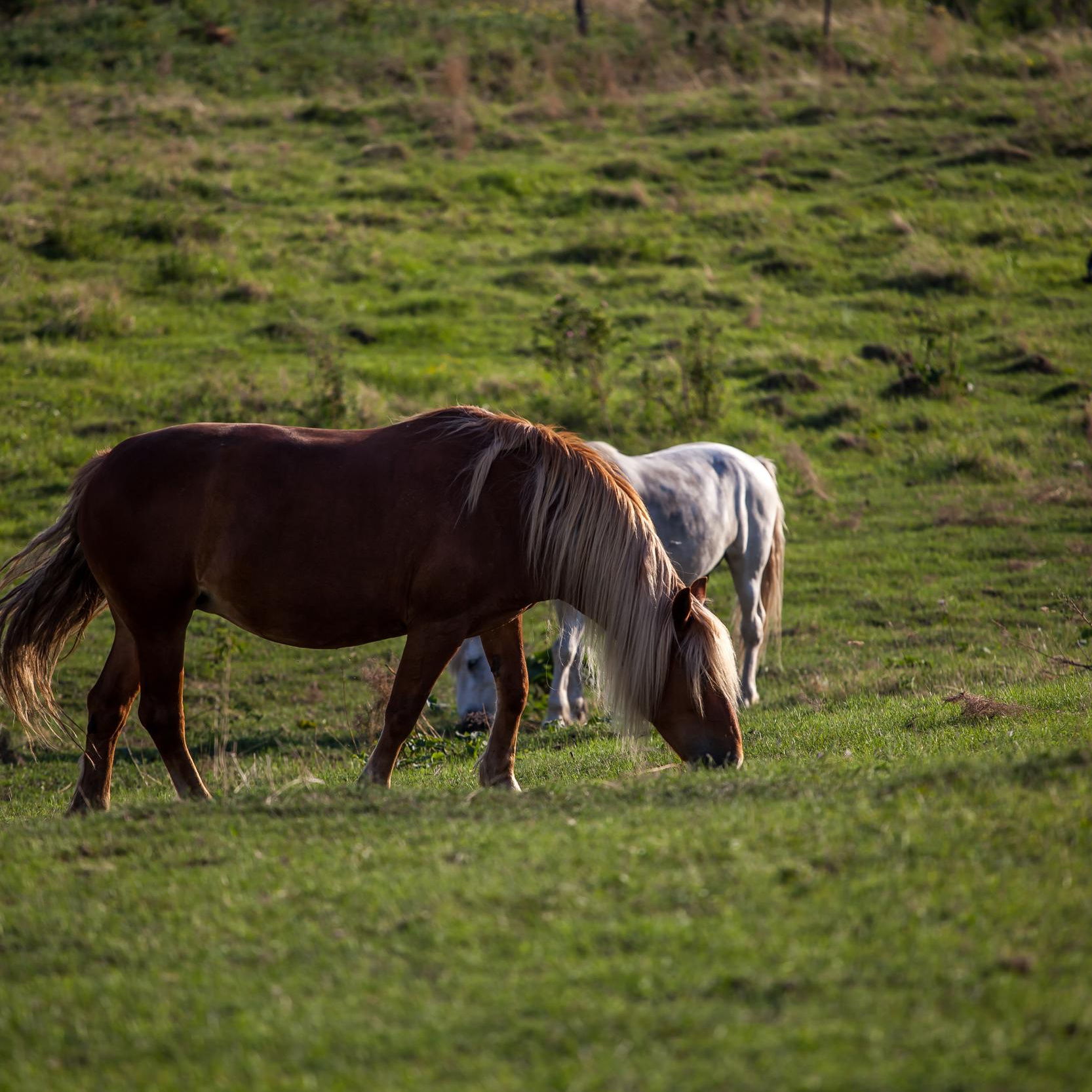 Свободная ипповенция. «Свет внутри»