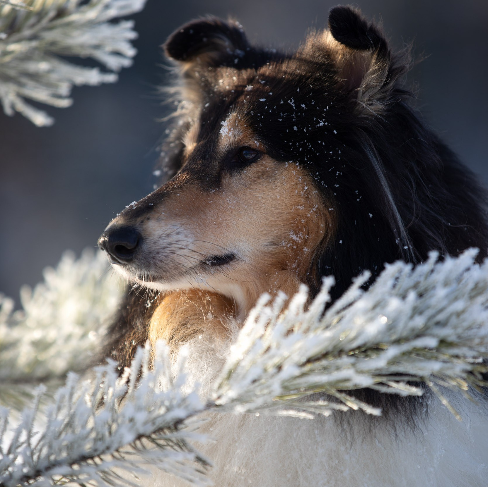 Стоимость фотопрогулки с собакой в Москве и области. Фотограф-анималист в Москве и Московской области Татьяна Фролова
