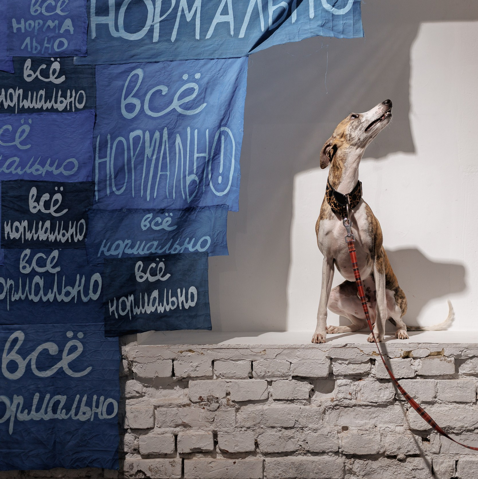 Контакты. Собачий художник Поля Стриж