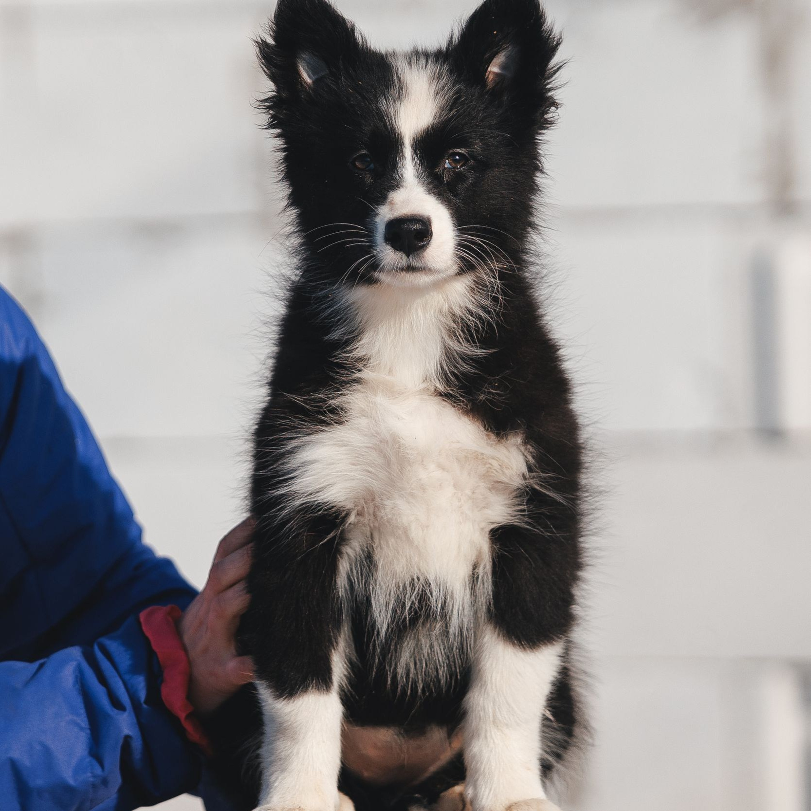 Якутские лайки. Питомник Грааль Гардарика