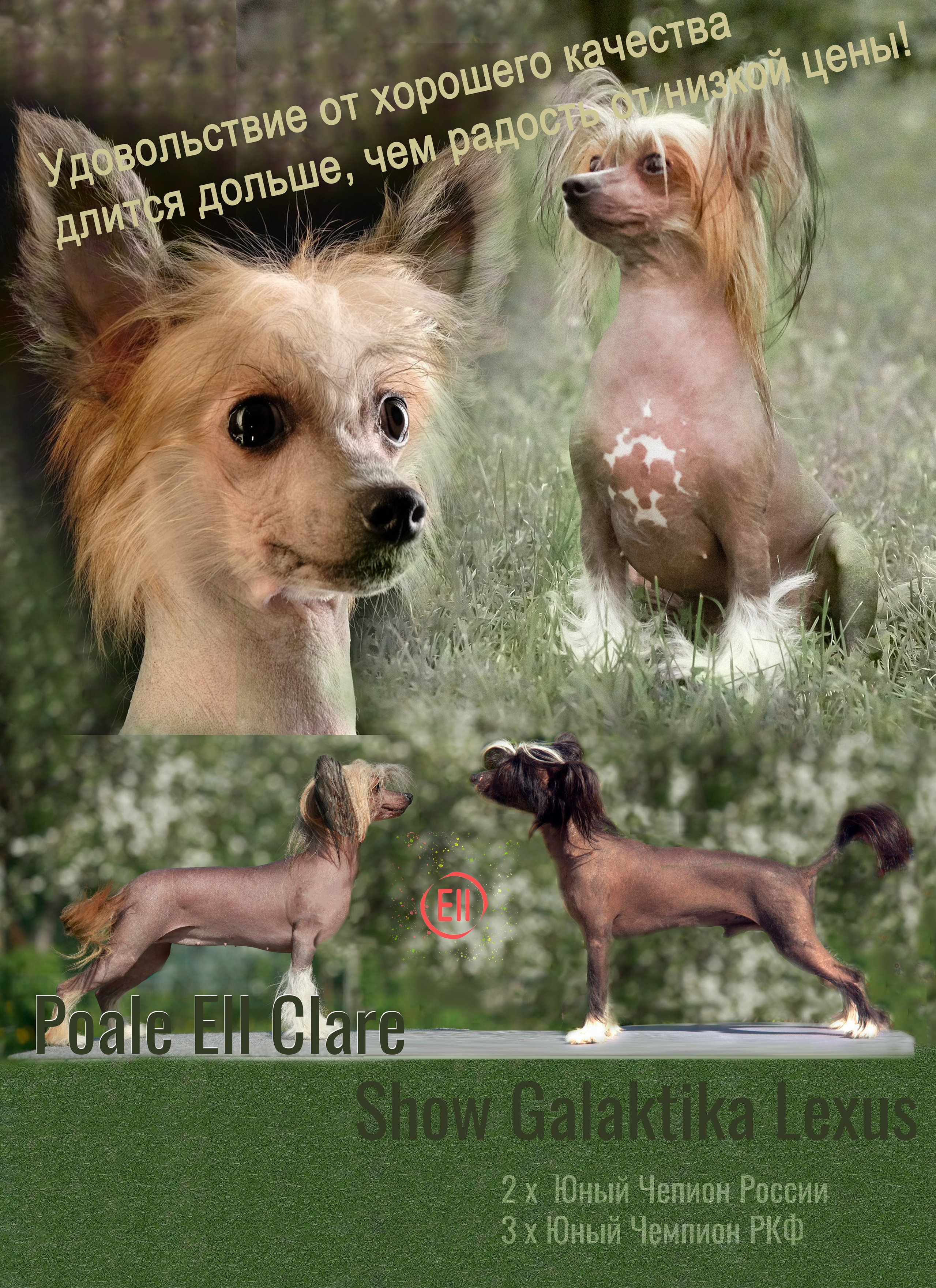 Chinese Crested Dog Kennel Poale Ell
