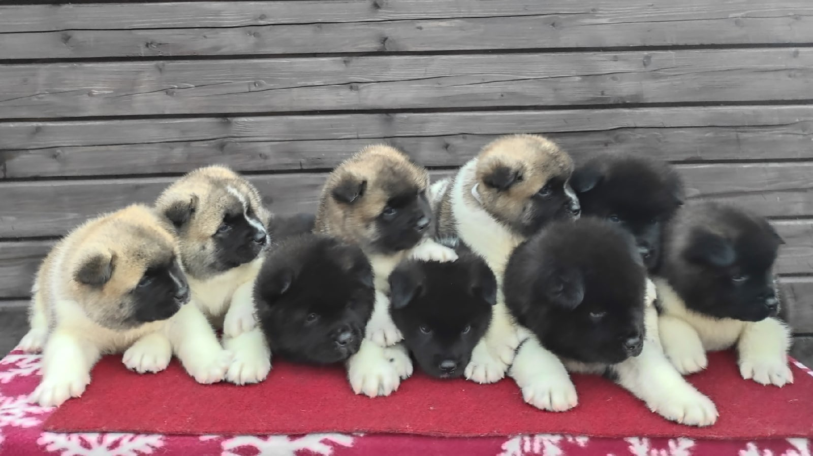 ПОМЕТЫ американских акит. AMERICAN AKITA RUBYLIGHT KENNEL I SHIBA-INU