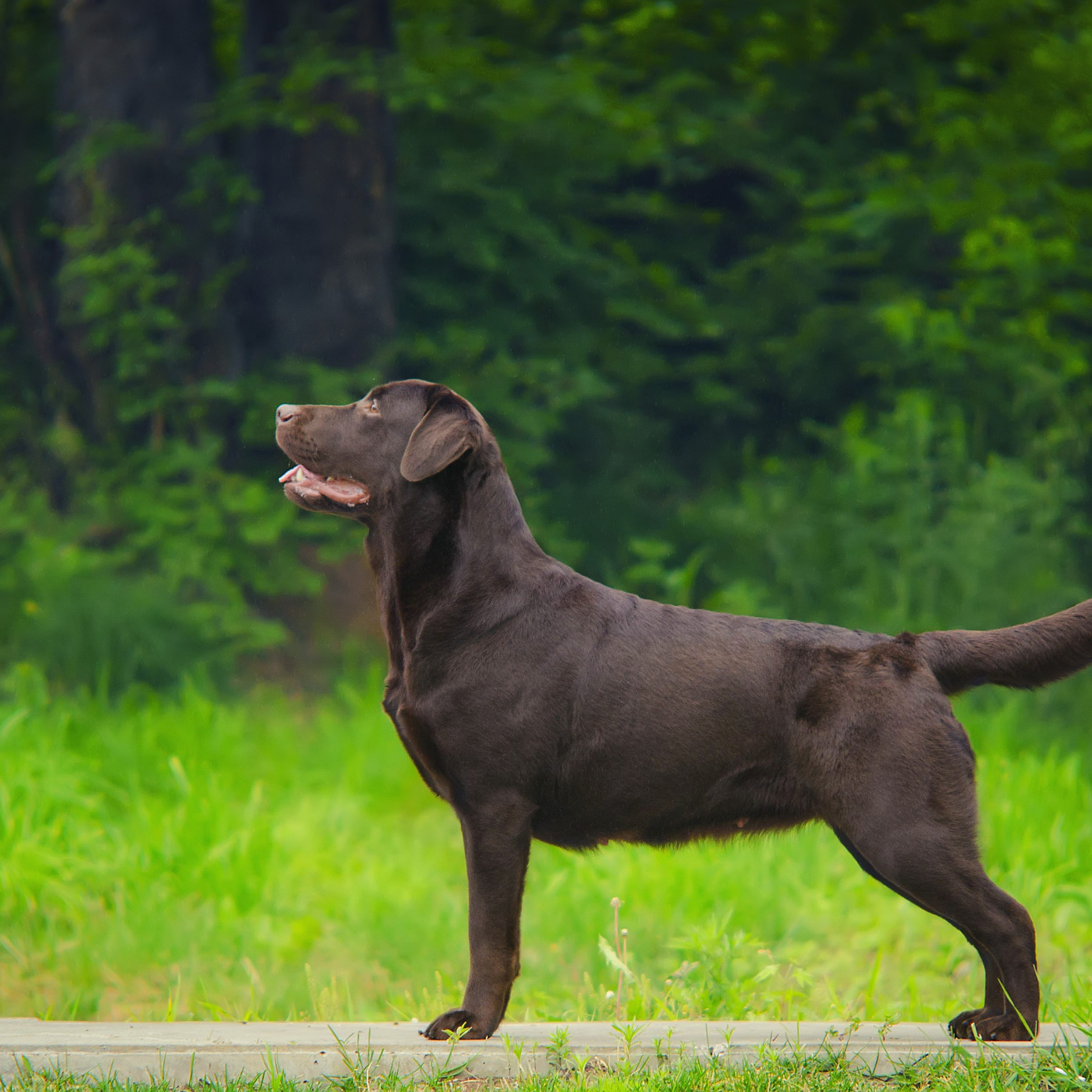 Услуги. Slavilada-Лапки. Свет. Любовь… Профессиональная фотосессия питомцев Для памяти, пристройства и продажи. Хабаровск