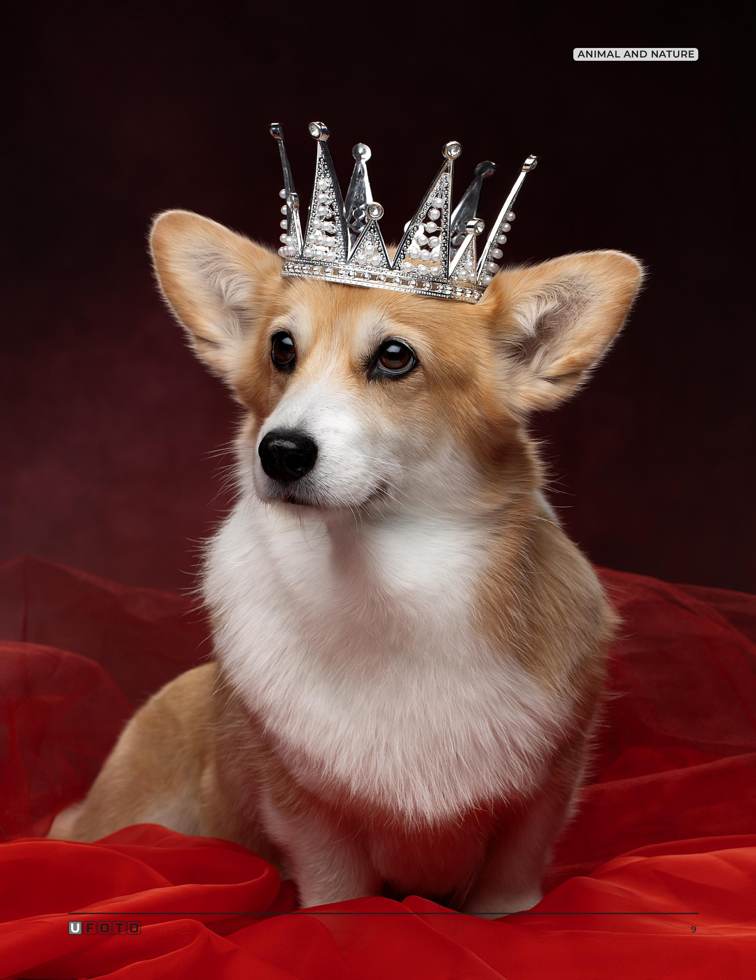 Публикации. Фотограф анималист в Санкт-Петербурге Светлана Писарева