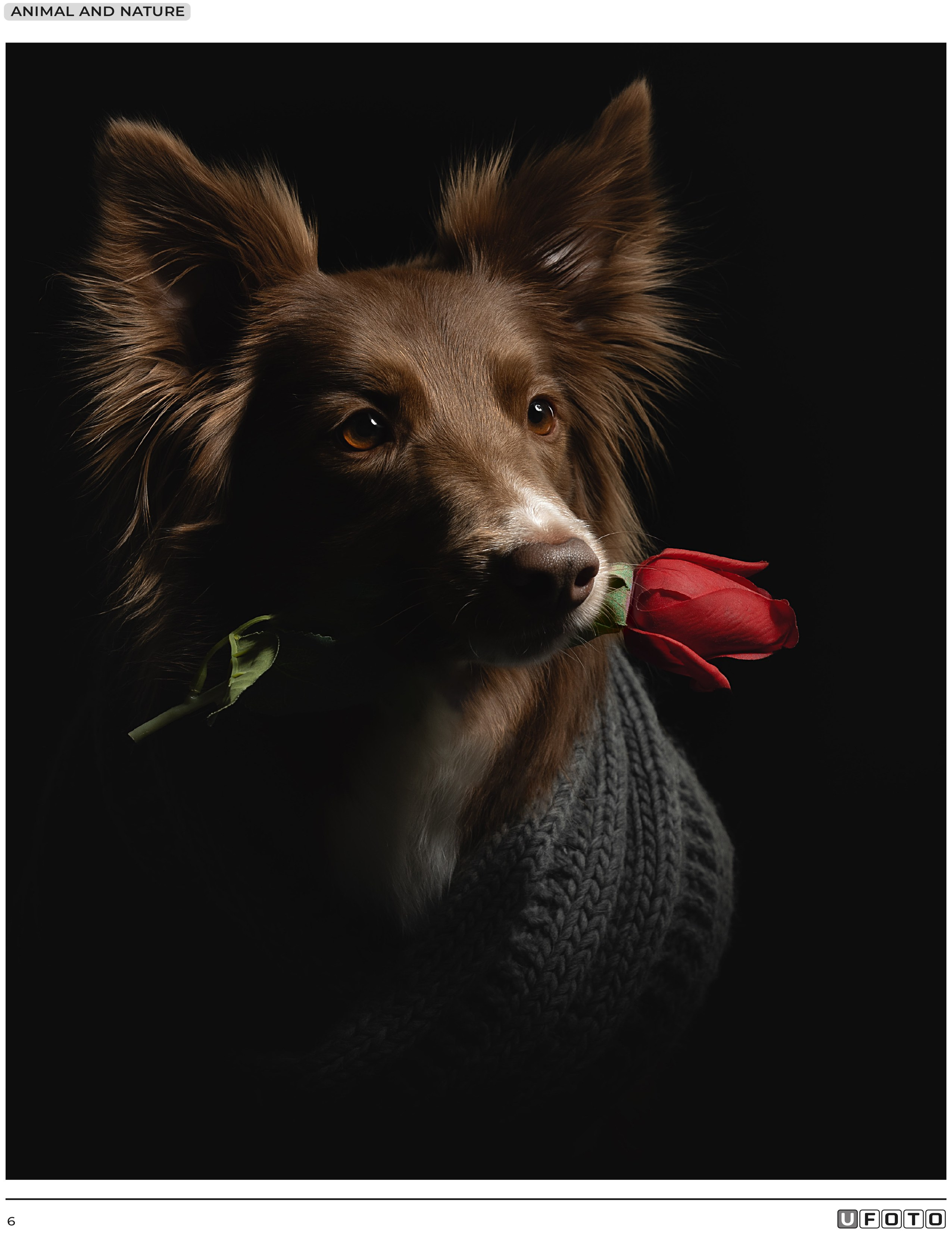 Публикации. Фотограф анималист в Санкт-Петербурге Светлана Писарева