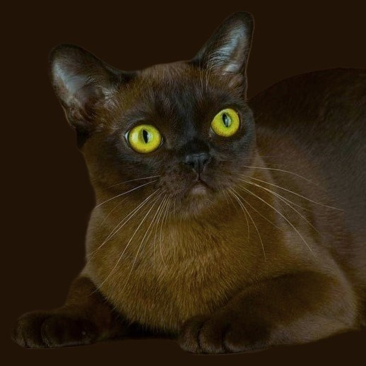 Котёнок американской бурмы. Las Burmas — питомник американской бурмы традиционных линий