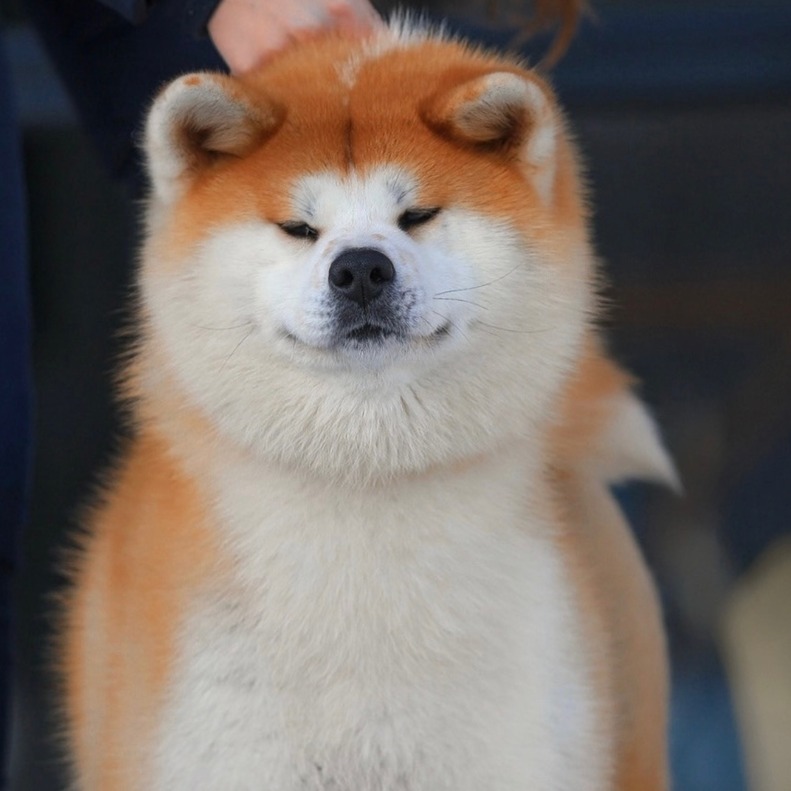 Breeding Plans. Kennel Akita inu