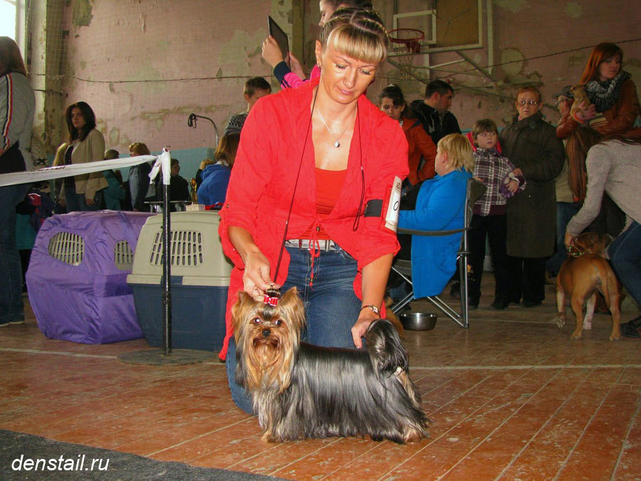 2014 г Результаты выставок. Питомник Йоркширских терьеров Дэнстайл в Санкт-Петербурге заводчик Тих