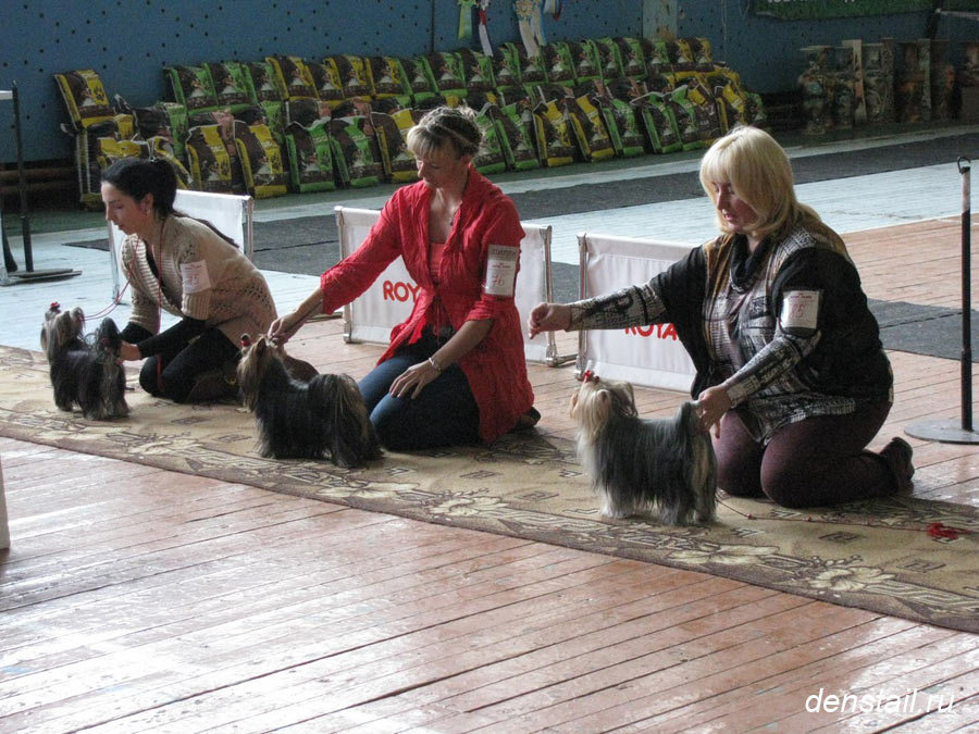 2014 г Результаты выставок. Питомник Йоркширских терьеров Дэнстайл в Санкт-Петербурге заводчик Тих