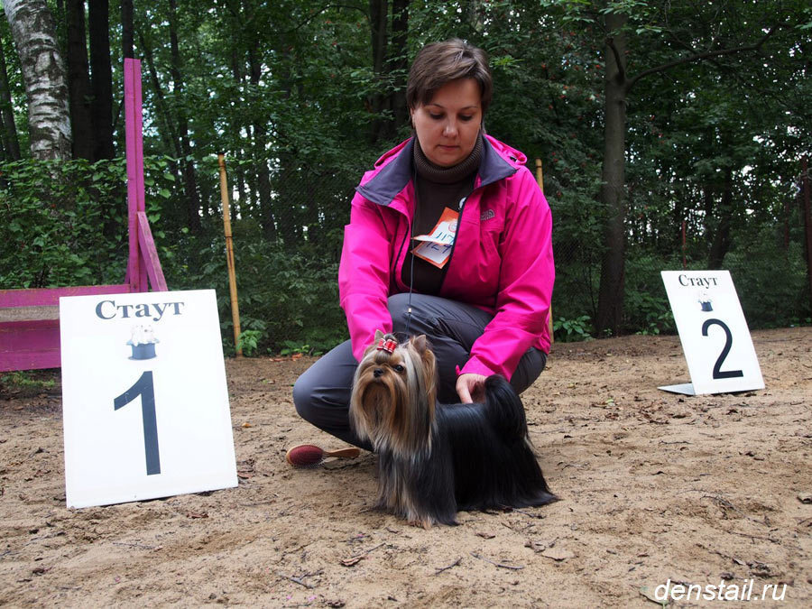 2014 г Результаты выставок. Питомник Йоркширских терьеров Дэнстайл в Санкт-Петербурге заводчик Тих