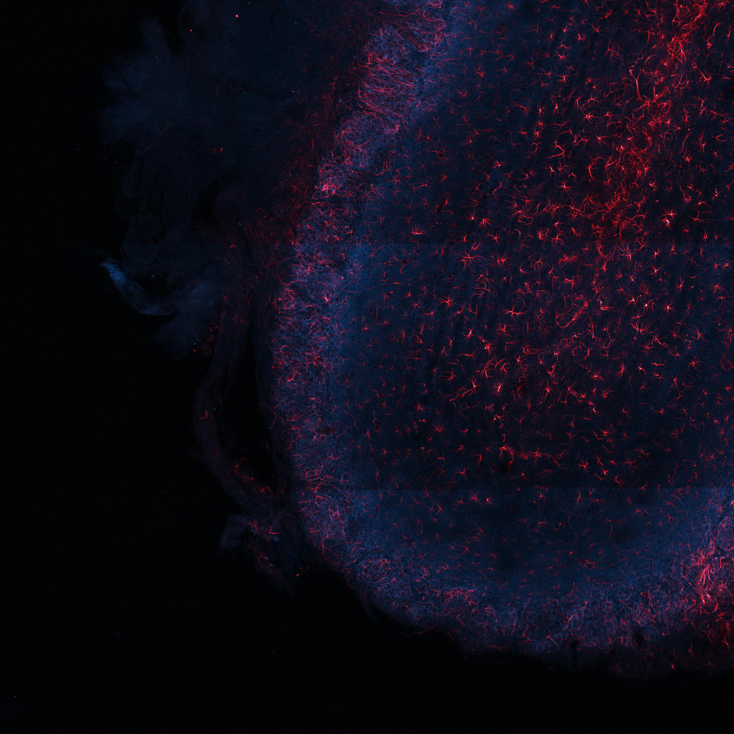 Коннектомика. Главная