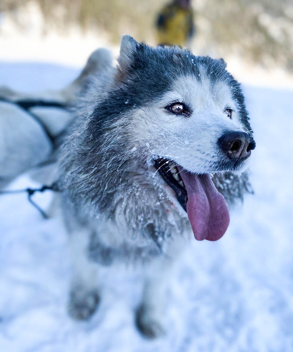 2020 — Горный Алтай. OneSnap