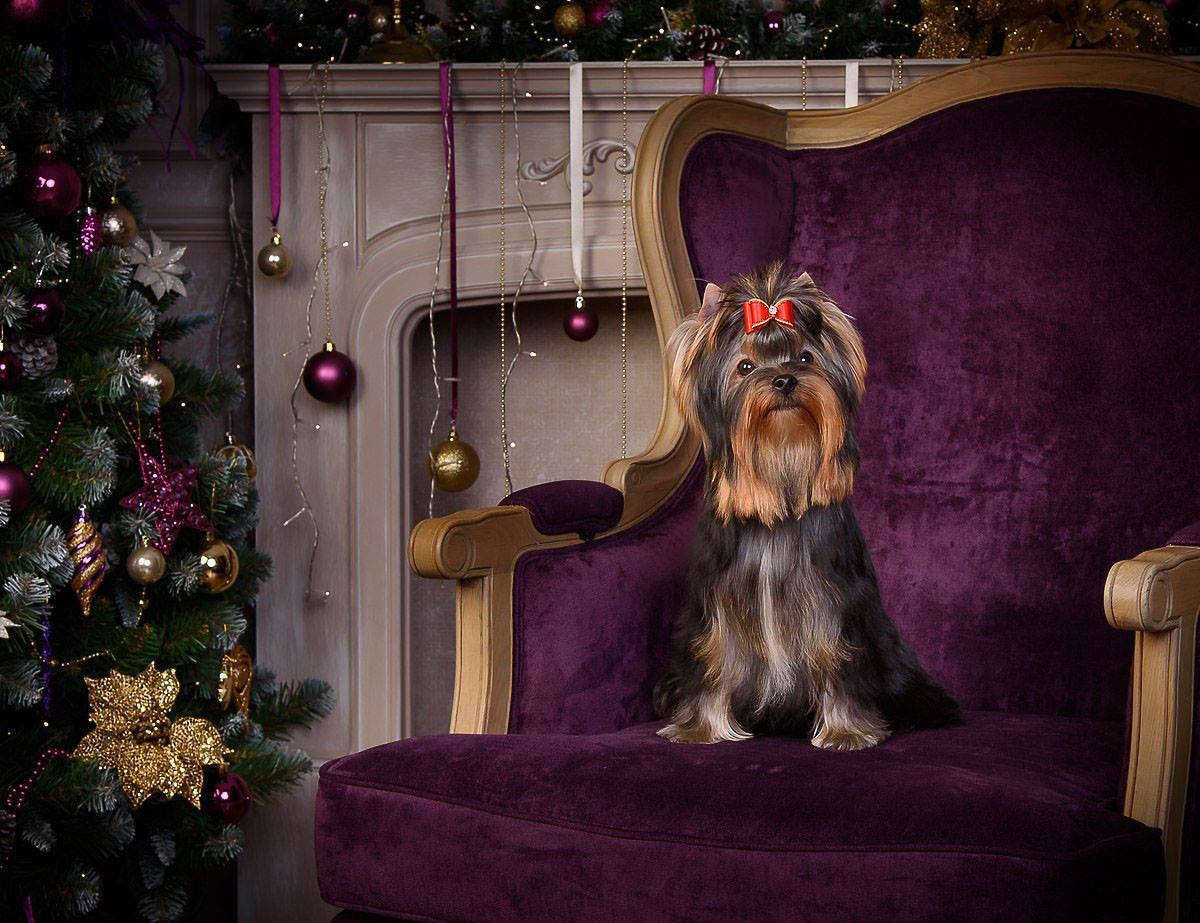 МАЙ СИЛЬВЕР ФРЕНД СЭЛФИ. Питомник Йоркширских терьеров Дэнстайл в Санкт-Петербурге заводчик Тих