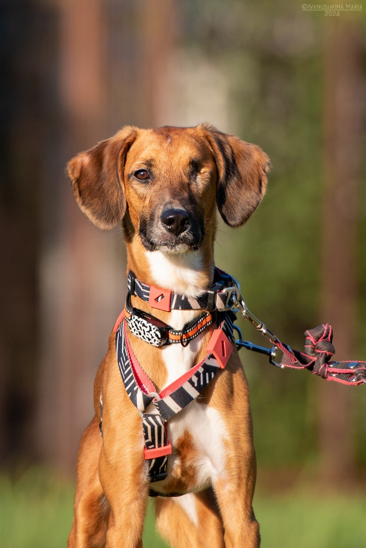 Фотосессия собаки на пристройство. Фотограф собак в Москве и Московской области Иванушкина Мария