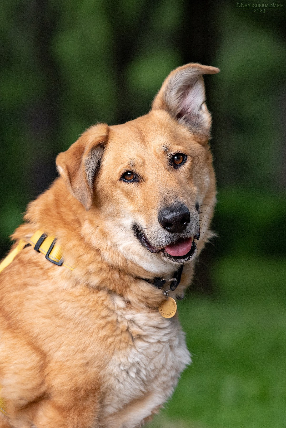Фотосессия собаки на пристройство. Фотограф собак в Москве и Московской области Иванушкина Мария