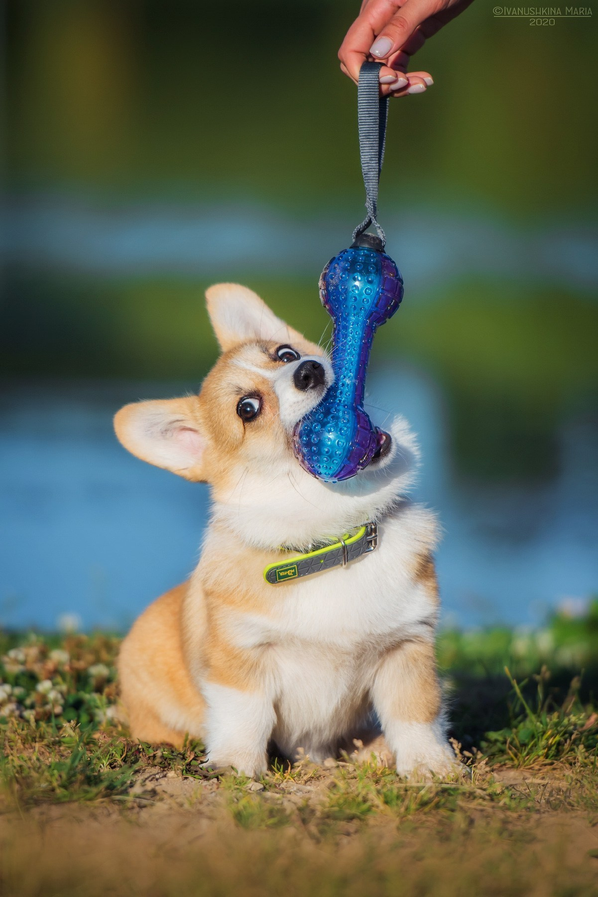 Фотосессия щенков на улице. Фотограф собак в Москве и Московской области Иванушкина Мария