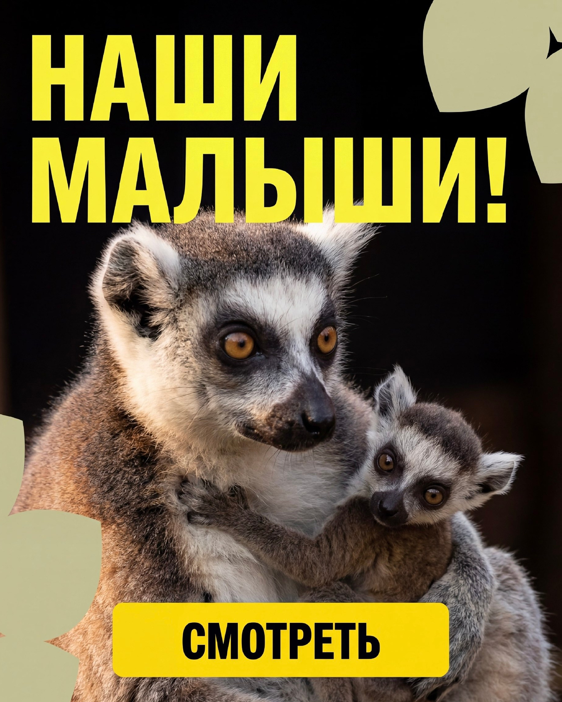 Иконка - детёныши животных рождённые в зоопарке