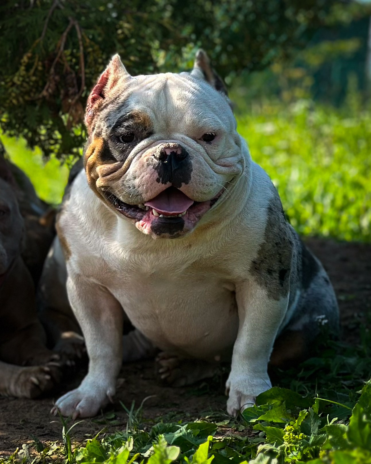 Суки. Питомник американских булли Bounty Pride Bully