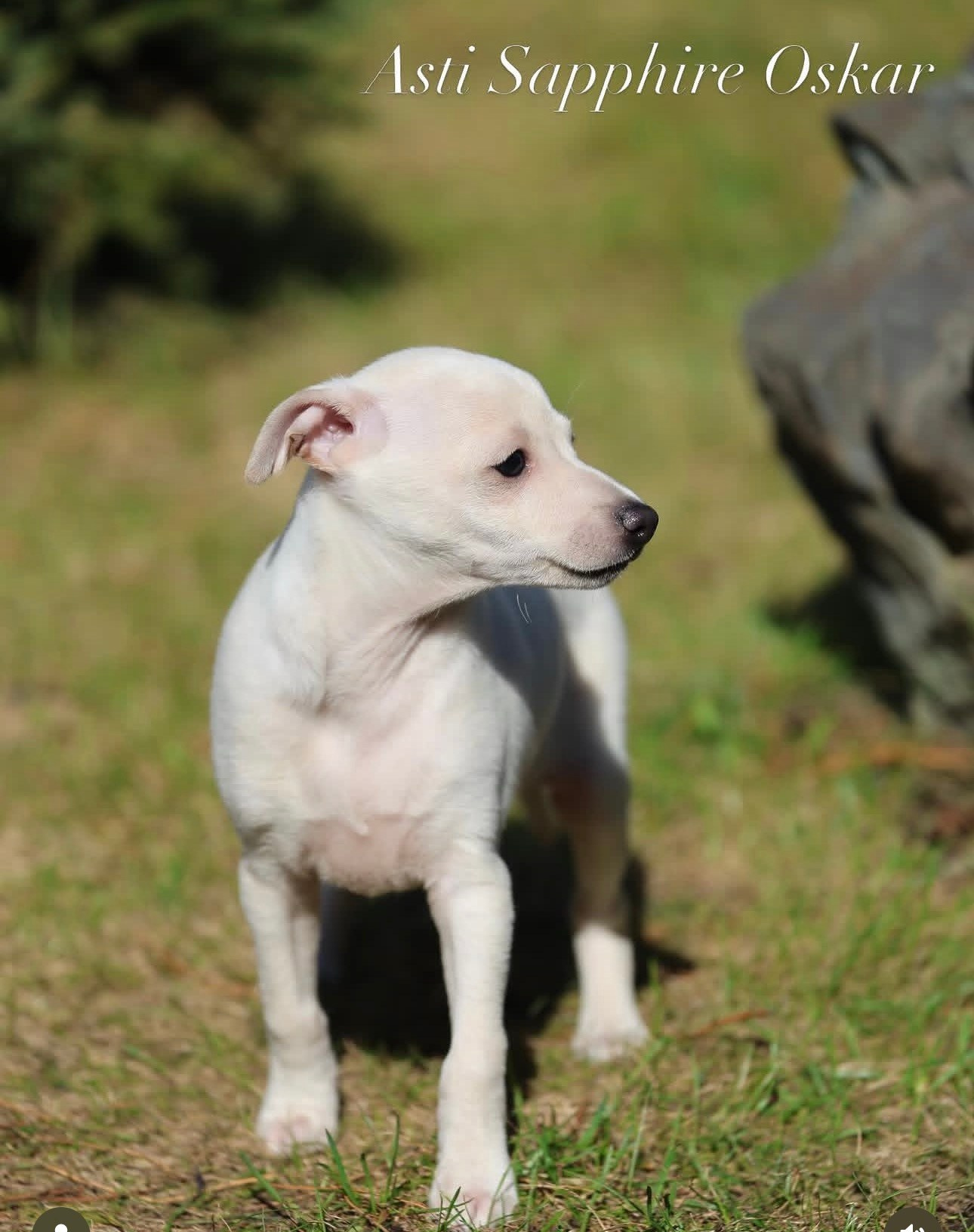 Белоснежные. Профессиональный питомник левреток РКФ/FCI ASTI SAPPHIRE 💎 Сочи|Санкт-Петербург